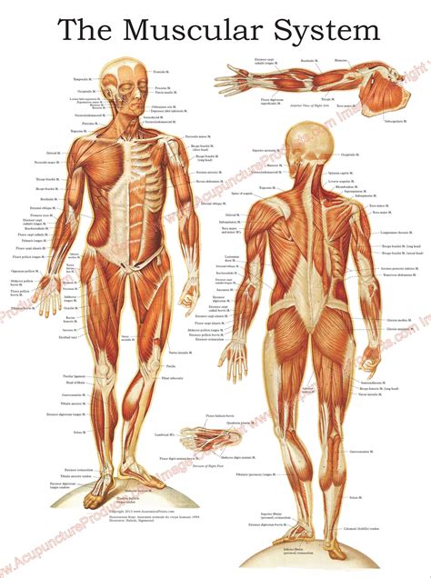 The Human Muscular System Anatomy Poster 18 X 24 - Etsy