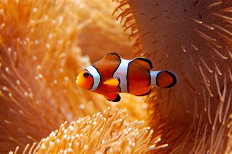 Coral Reef Fish: Discover 15 Beautiful Species | Citrus Reef