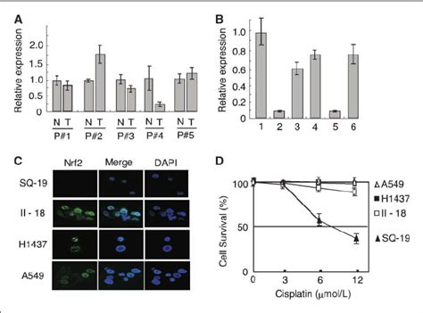 Low Level Expression Of KEAP1 In Lung Cancer Cells Provides Advantages