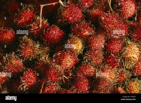 Nephelium Lappaceum Rambutan Stock Photo Alamy