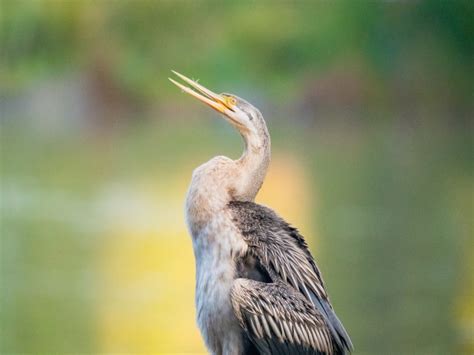 Australasian darter - Australian Photography