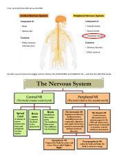 Muscarinic vs Nicotinic Receptors.pdf - First start with the CNS versus ...