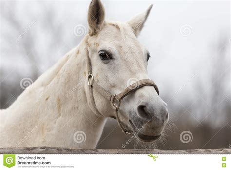 Retrato De Um Fim Do Cavalo Do Puro Sangue Acima Na Natureza Imagem De