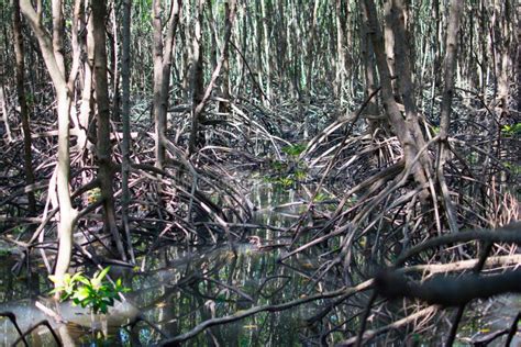 Mangrove Root The Stilt Roots Or Prop Roots Grow In The Places Where Freshwater Mixes With