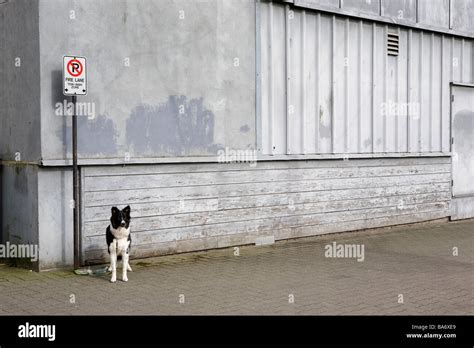 Perro Amarrado A Un Signo Exterior Del Edificio Fotografía De Stock Alamy