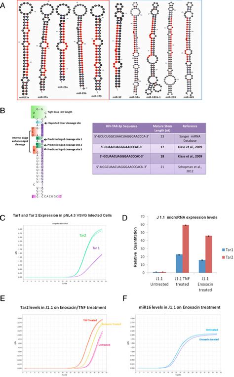 Microrna Profile In Hiv 1 Infection Suggests Differential Role Of Dicer