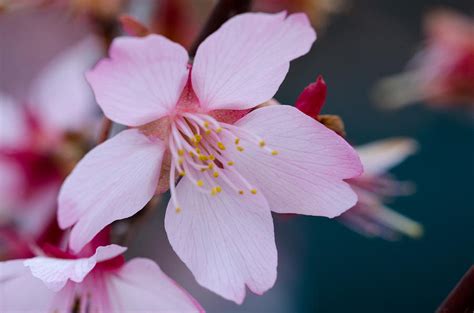 Cherry Blossom Special Photograph By Jennifer Stockman Fine Art America