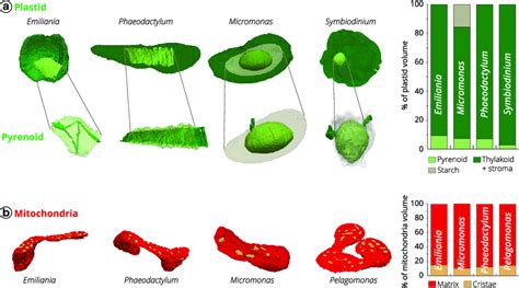 Proximity between plastids and mitochondria in different phytoplankton ...