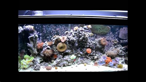 My Very Simple 75 Gallon Saltwater Tank Setup YouTube