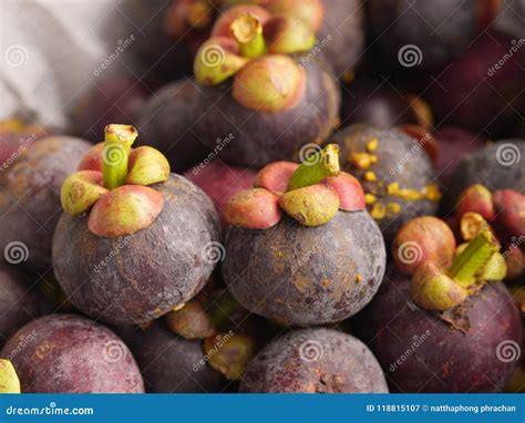 Mangosteen from Thailand Fruit Ready To Eat from the Tree in the Garden Bright Red Combination ...