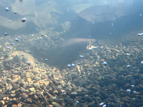 世界初！冬に凍る四季の水槽 北の大地の水族館 山の水族館 ｜ 公式ホームページ