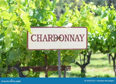 Chardonnay Grapes Sign stock photo. Image of vine, reaching - 32523722