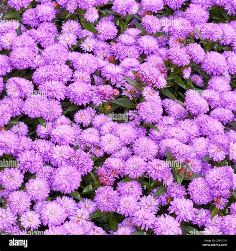 Beautiful Purple Aster Flowers Growing In Botanical Garden Outdoors In Nature From Above Bright