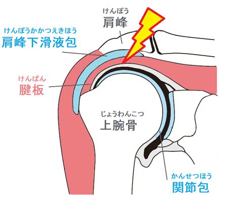 野球肩｜ダエンからマル Lab（ラボラトリー）｜ダエンからマル施術院