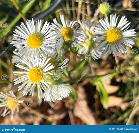 Annual Fleabane Daisy Fleabane Erigeron Annuus Weed Among Fallen