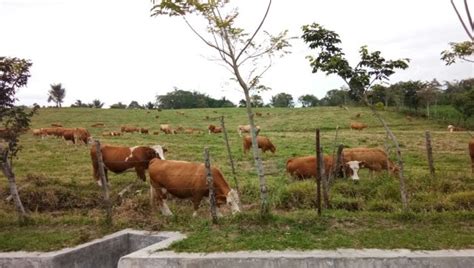 Banyak Lahan Peternakan Beralih Fungsi RI Makin Kekurangan Sapi