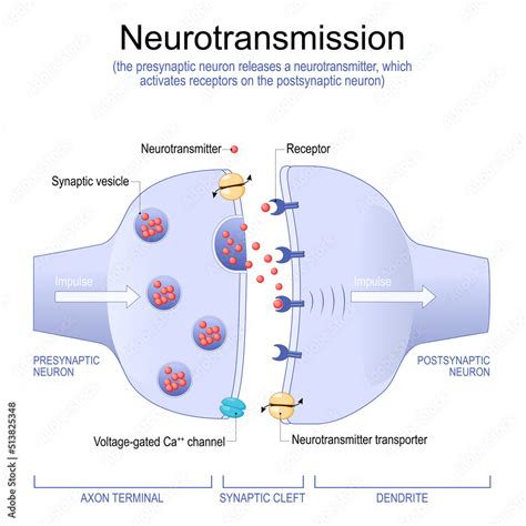 Synaptic Vesicles