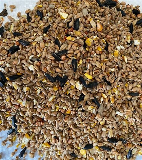 Wild Bird Seed Mixture Feed Food All Seasons” 20kg Free Delivery Ebay