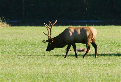 Bull Elk Herd Bull Grazing In A Grass Field In Skagit Coun Flickr