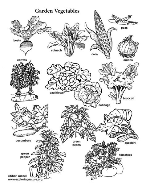 Realistic Coloring Pages Vegetable Garden Coloring Pages