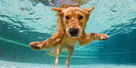 Can Dog Swim In The Pool