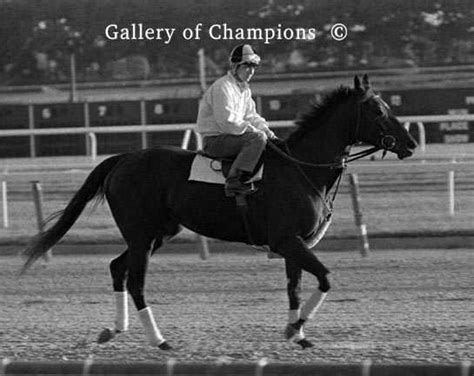 Ruffian 1975 Acorn Stakes Color Finish 537 Gallery Of Champions