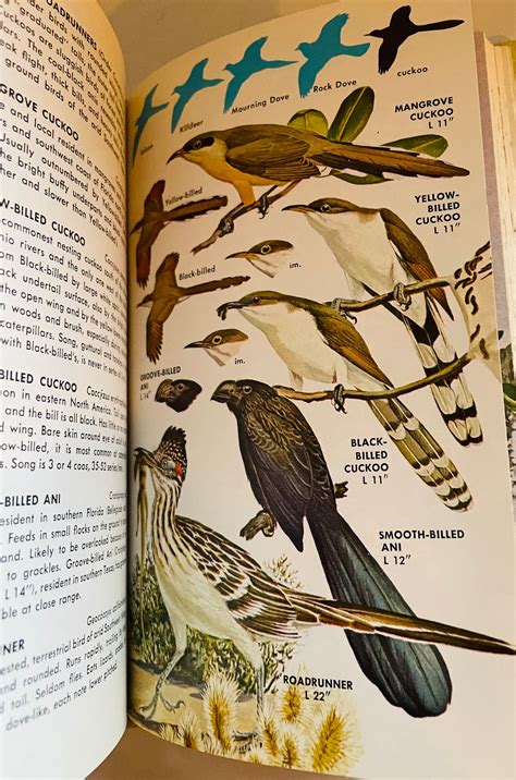 Golden A Guide To Field Identification Birds Of North America Etsy