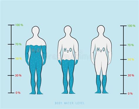 Cuanto Porcentaje De Agua Tiene El Cuerpo