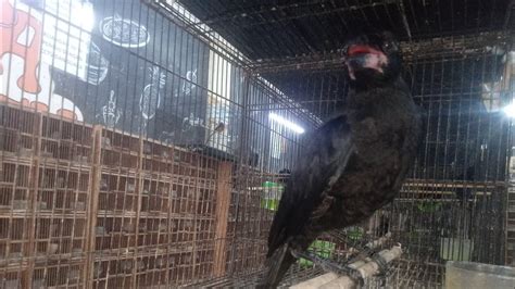 Update Stok Terbaru Abadi Bird Cibinong Tanggal Januari