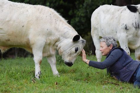 Characteristics of the British White - British White Cattle Society ...