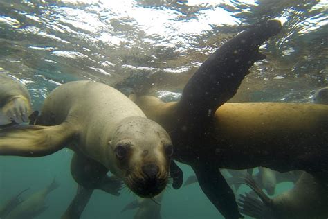 2023 Swimming With Sea Lions In Lima Provided By Peru Best Price