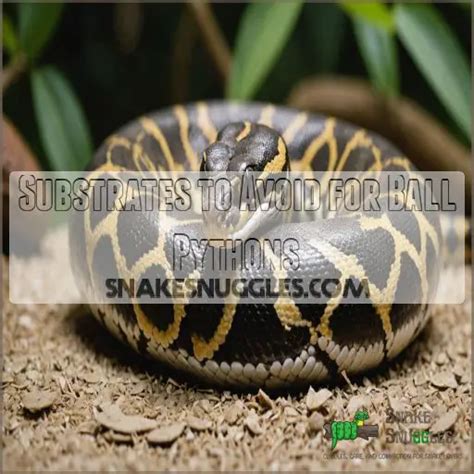 Best Substrate For Ball Pythons 9 Top Choices For Happy Snakes