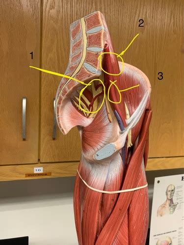 Anatomy 2 Lab Midterm Flashcards Quizlet