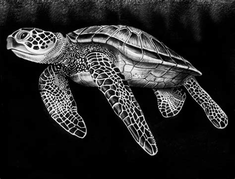 Resultado De Imagem Para Hawksbill Sea Turtle Sea Turtle Artwork Sea