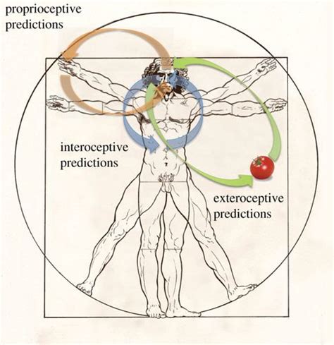 Active Interoceptive Inference And The Emotional Brain Philosophical