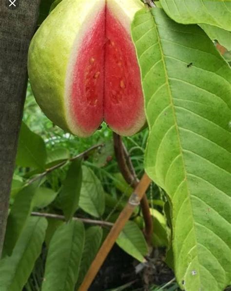 Red Guava Seeds Thai Big Pink Guava Seeds Thai Guava Etsy