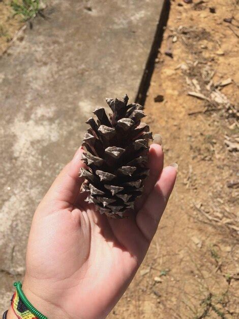 Premium Photo Close Up Of Hand Holding Pine Cone