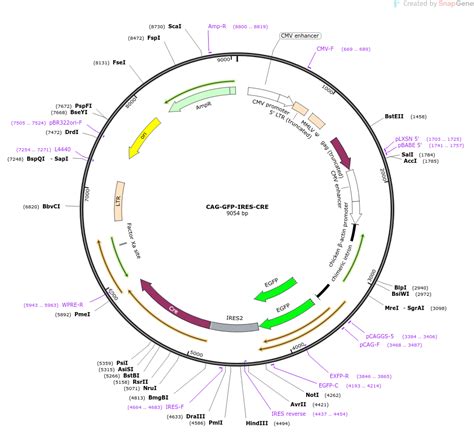 Addgene CAG GFP IRES CRE