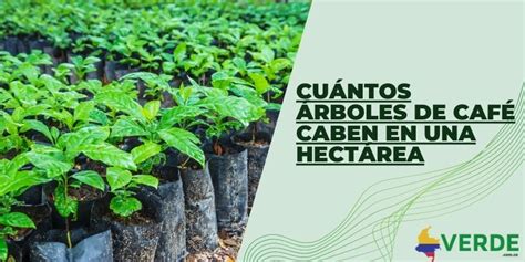 Cuántos árboles de café caben en una hectárea Colombia Verde