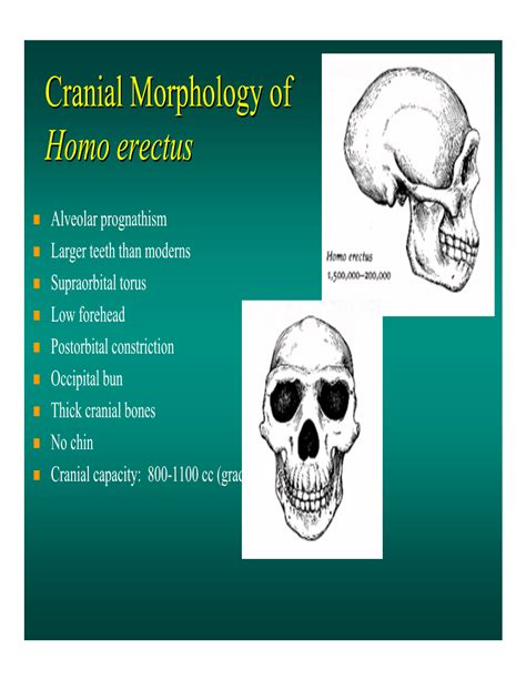 Cranial Morphology of Homo Erectus - DocsLib