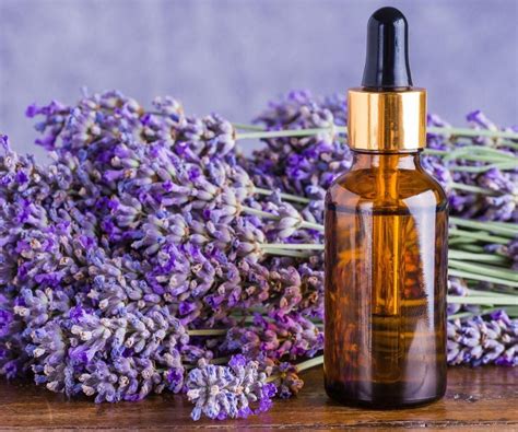 Para Que Serve O Óleo Essencial De Lavanda - Óleo Essencial de Lavanda