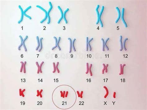 世界唐氏综合征日 知识宣传（一）染色体