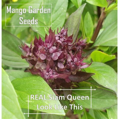 Siam Queen Thai Basil Seeds 20 Seed Pot Friendly Tanam Pasu Herba