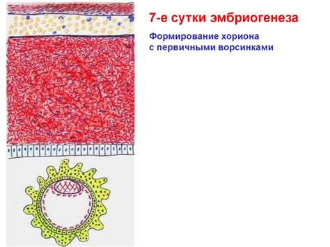 Эмбриология человека - презентация онлайн