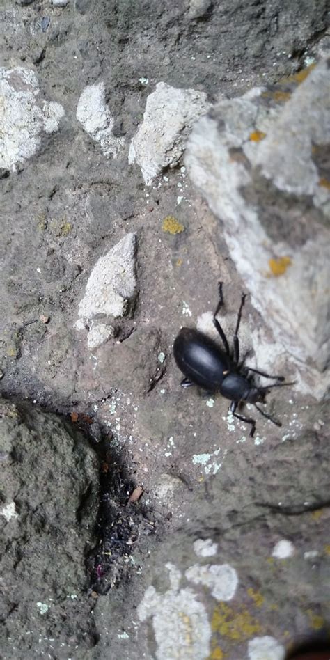 Desert Stink Beetles From El Tepozteco Tepoztl N Mx Mr Mx On