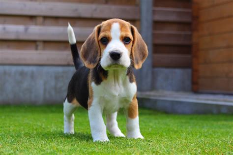 O Mundo Animal Melhores raças de cachorro para criança