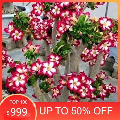 Jual Bibit Tanaman Hias Kemboja Adenium Bunga Tumpuk Merah Putih