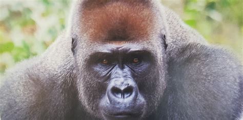 10 Incredible Cross River Gorilla Facts - A-Z Animals