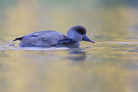 A Female Red Crested Pochard Swimming And Foraging In A Colorful Pond