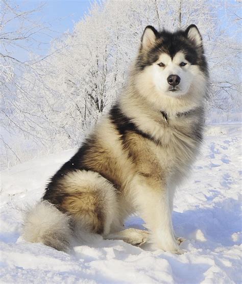 Alaskan Malamute Fluffy Samoyed Husky Mix Pets Lovers